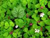Oxalis in Spring